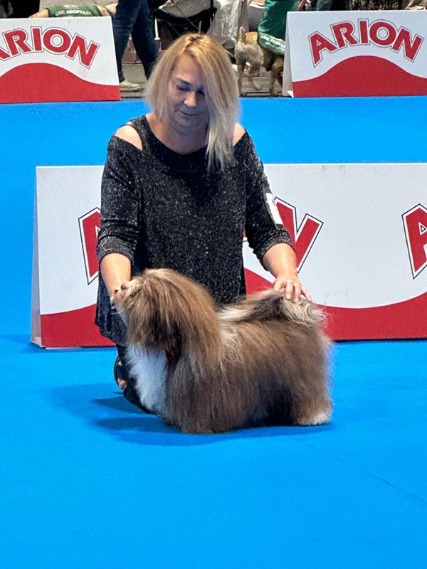 Bert en exposición canina