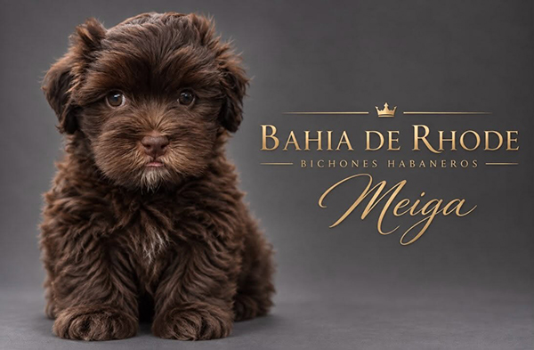 Meiga, cachorra de Bichón Habanero de la camada de agosto de 2026, reservada