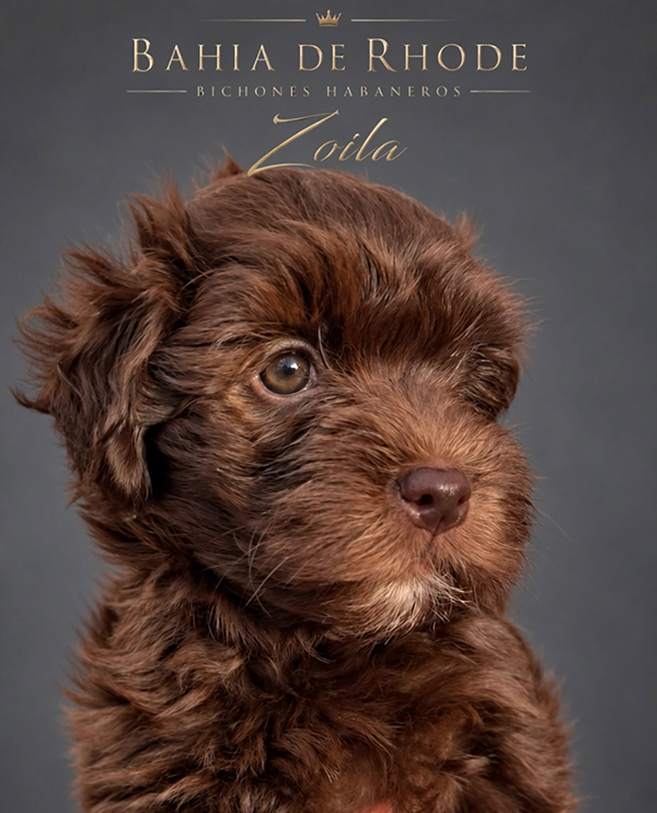 Zoila, cachorra de Bichón Habanero de la camada de agosto de 2026, reservada