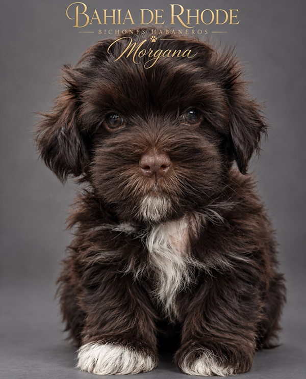 Morgana, cachorra de Bichón Habanero de la camada de agosto de 2026
