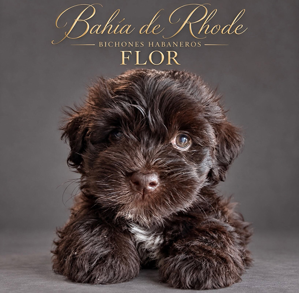 Flor, cachorra de Bichón Habanero de la camada de agosto de 2026, reservada