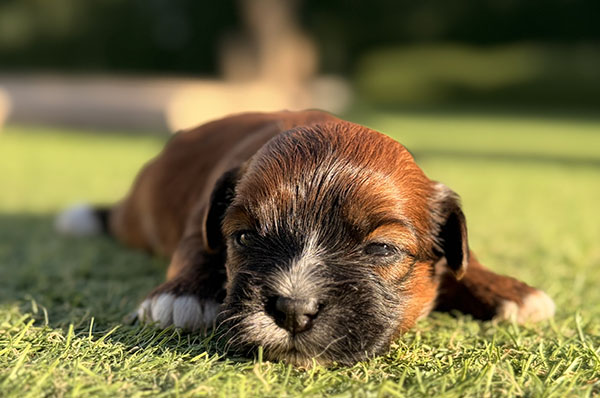Cachorro de Bichón Habanero de la camada del 10 de mayo de 2026