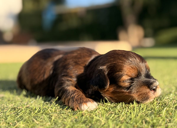 Cachorros disponibles de Bichón Habanero nacidos en mayo de 2026