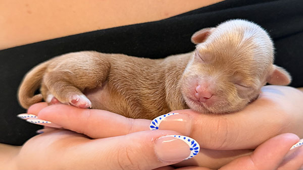 Cachorros disponibles de Bichón Habanero en Bahía de Rhode