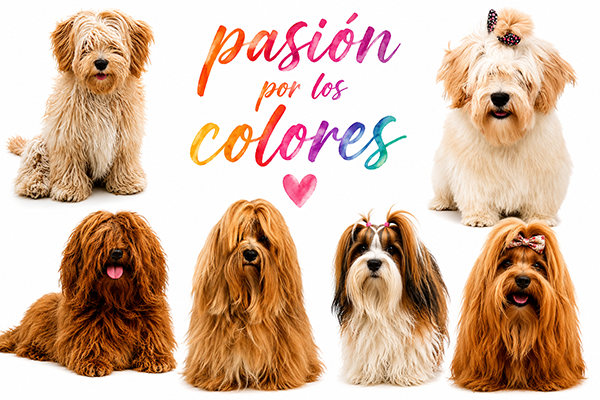 Diversidad de colores del Bichón Habanero