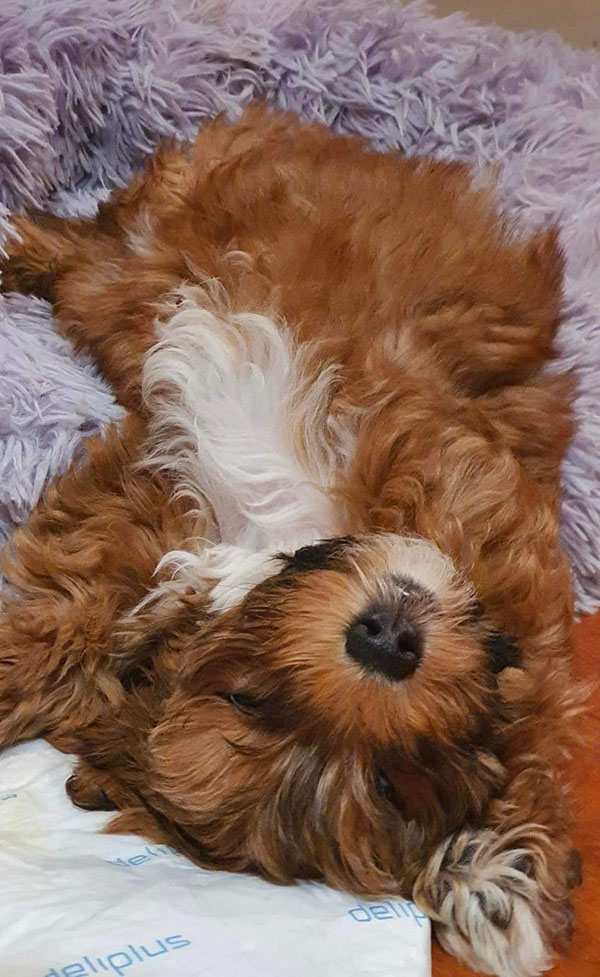 Joyce en una imagen tierna de cachorro