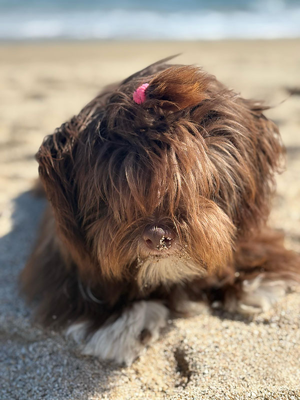 Fotografía de Nana, Bichón Habanero de Bahía de Rhode