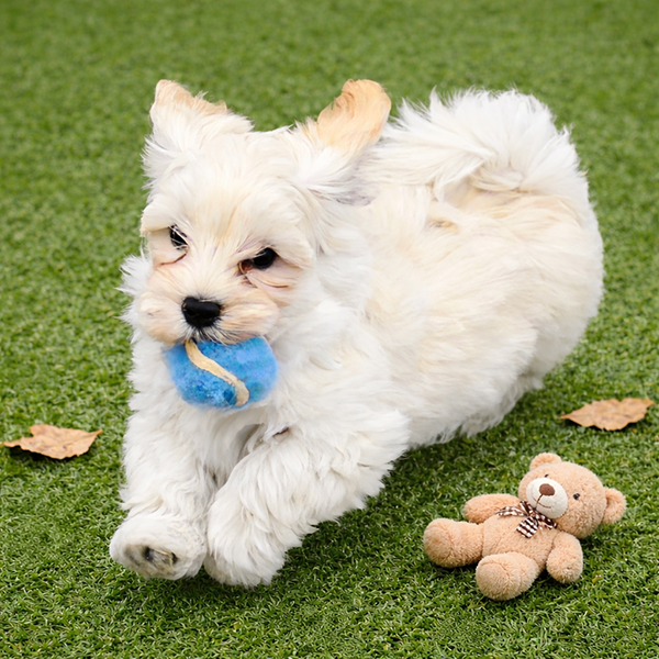 Pooh jugando con un juguete