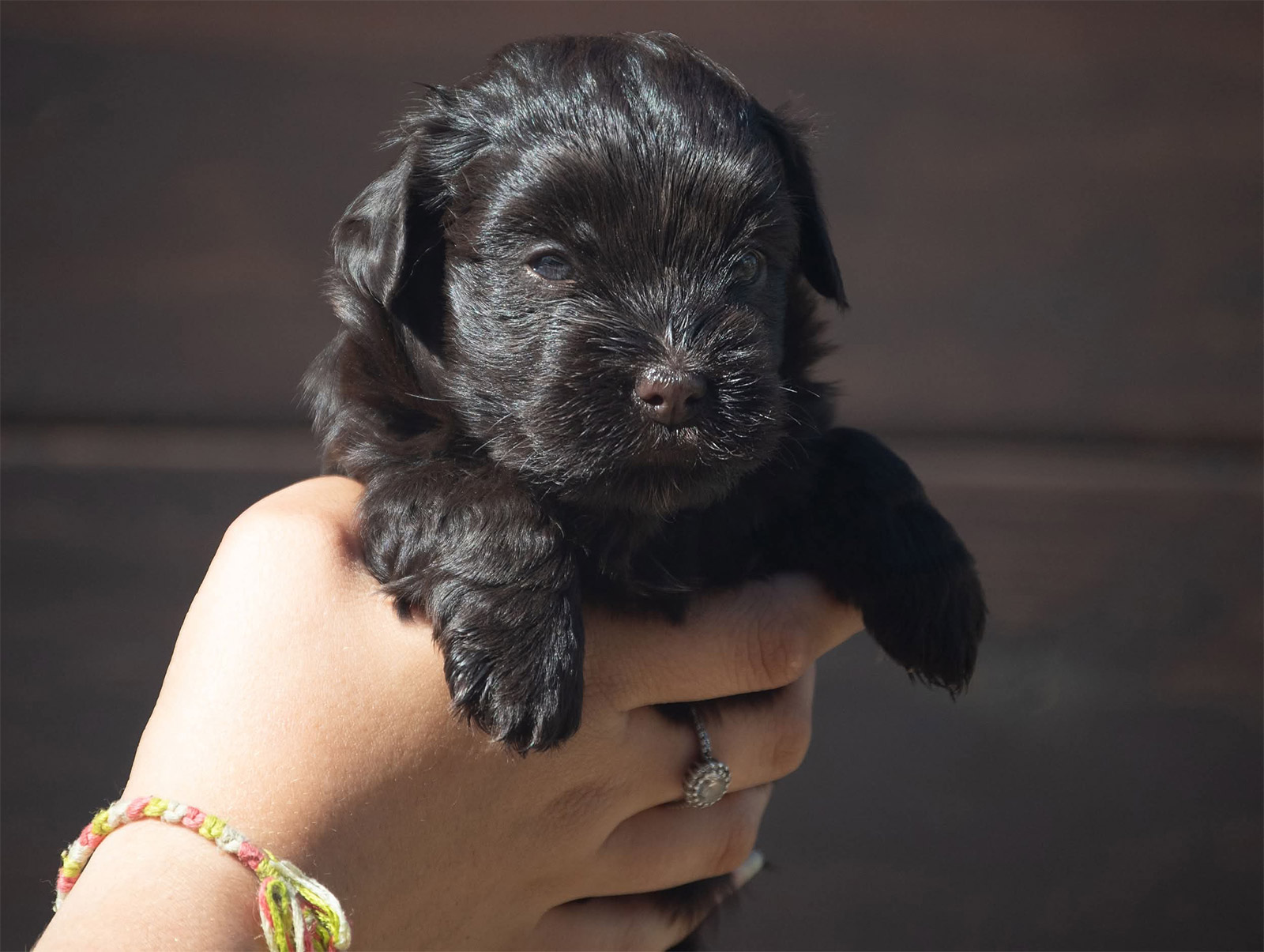 Cachorro de Bichón Habanero
