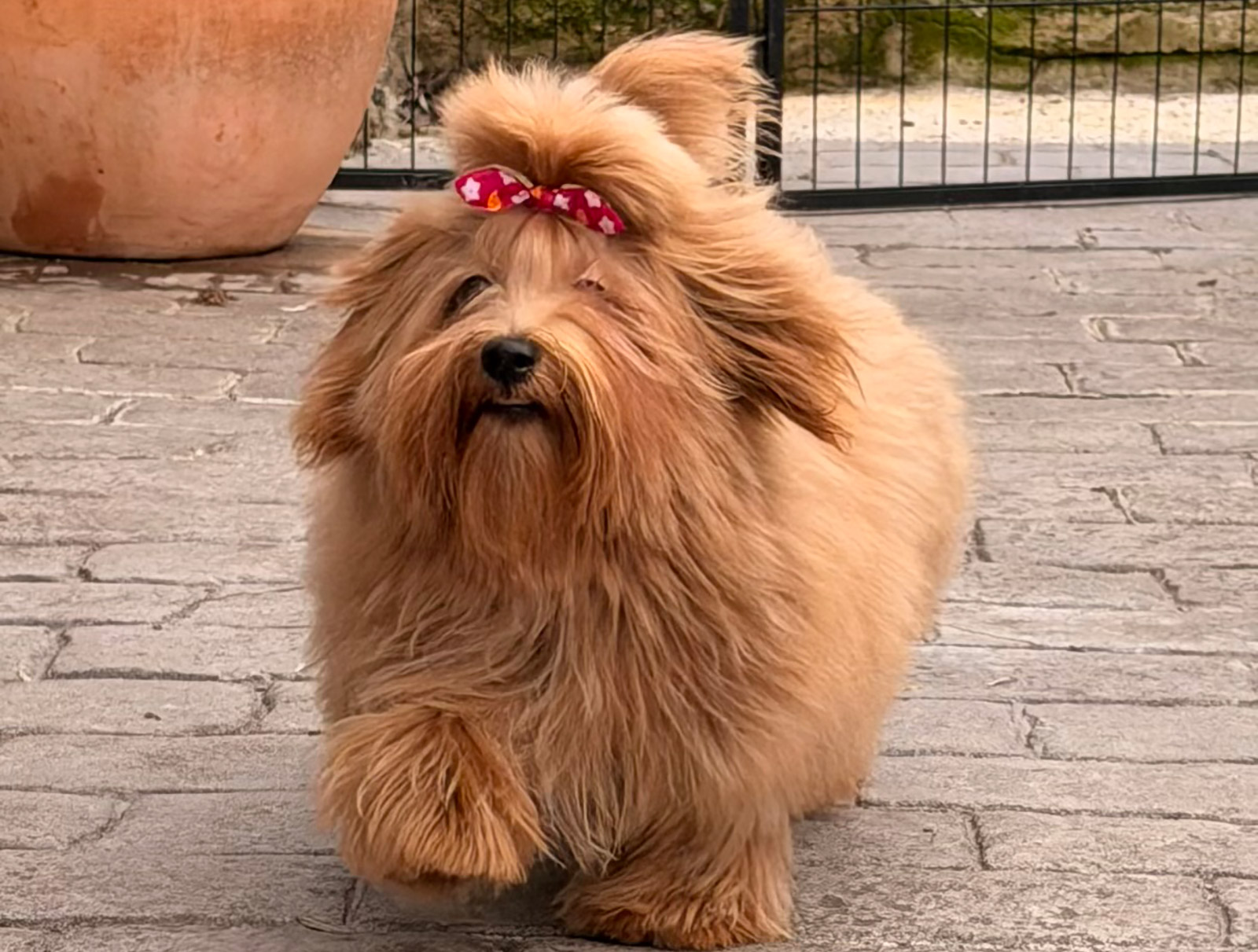 Bichón Habanero de Bahía de Rhode en paseo exterior