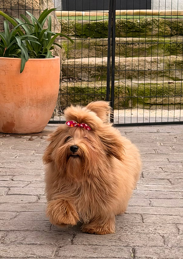 Beza ejemplar de Bichón Habanero
