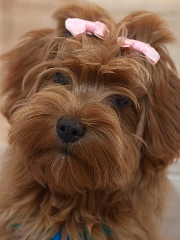 Cachorro de Bichón Habanero en Bahía de Rhode