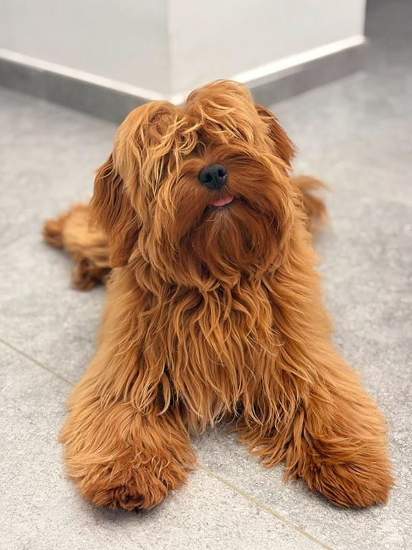 Fanny ejemplar de Bichón Habanero