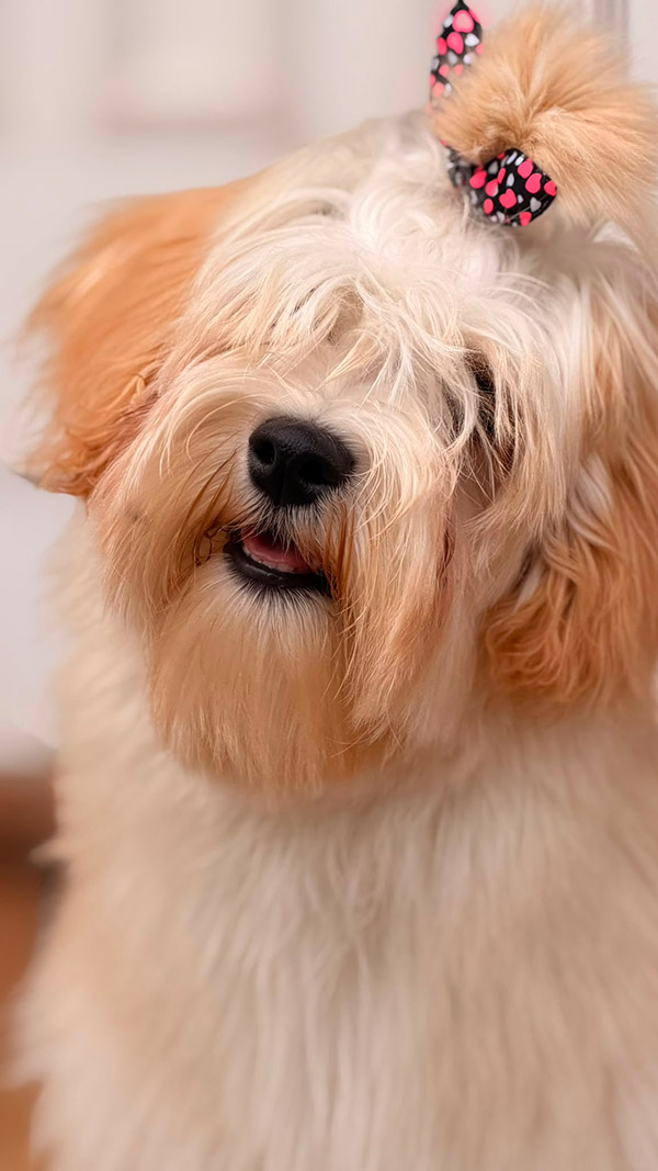 Winnie, ejemplar adulto de Bichón Habanero